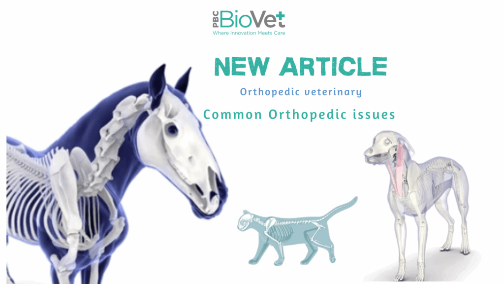 NEW ARTICLE - Orthopedic veterinary - Common Orthopedic Issues